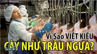 Việt kiều Úc cày như trâu như ngựa bằng công việc chân tay để mưa sinh. Thực hư ra sao?