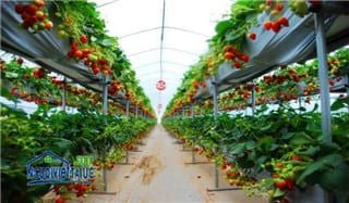 VIỆC LÀM: Nghề làm farm tại Úc