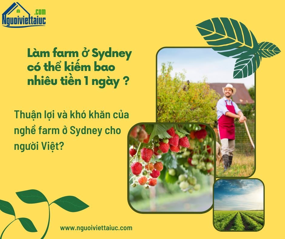 Làm farm ở Sydney có thể kiếm bao nhiêu tiền 1 ngày?