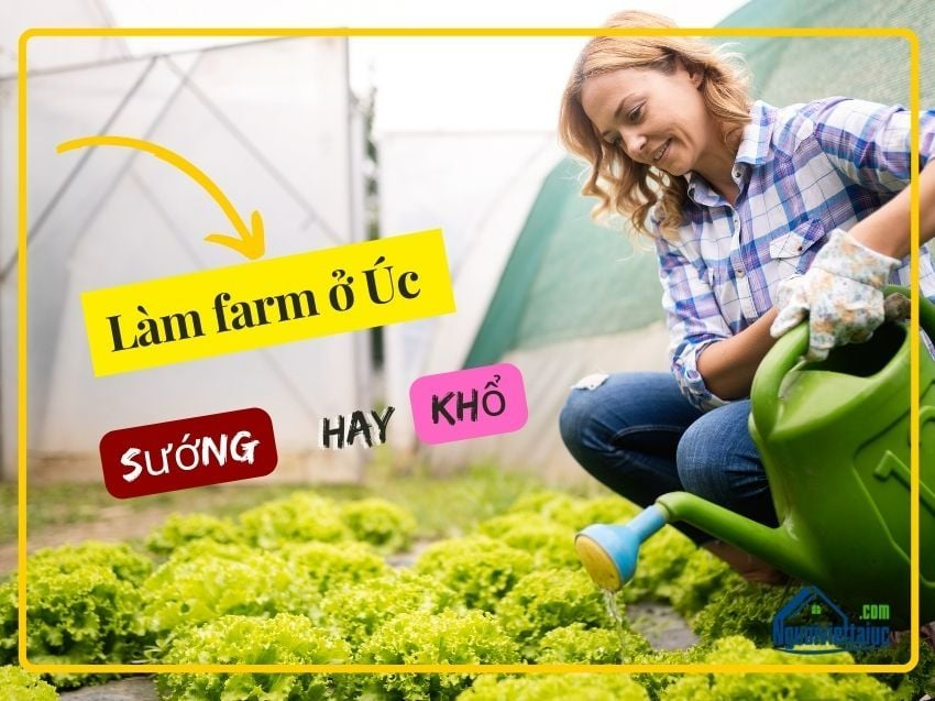 Làm farm ở Úc - Sướng hay khổ ?