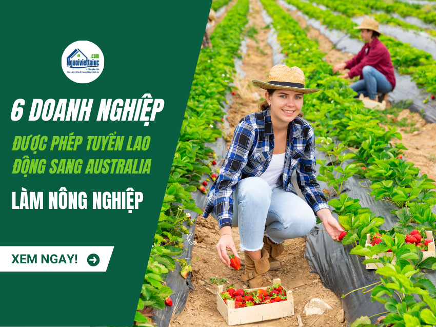 6 doanh nghiệp được chọn đưa lao động sang Úc làm nông nghiệp