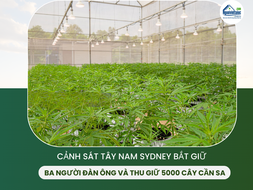 Ba người bị bắt sau khi phát hiện 5000 cây cần sa ở Tây Nam Sydney