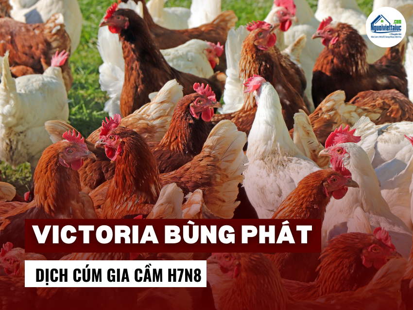 Victoria bùng phát dịch cúm gia cầm H7N8