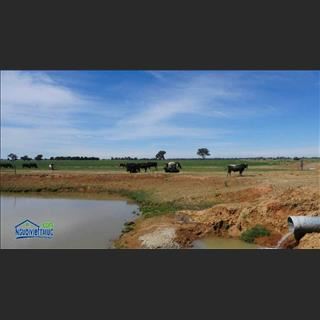 Sang lại Farm Corowa Riverrina Pinelee tốt nhất ở Riverina với 518 hec